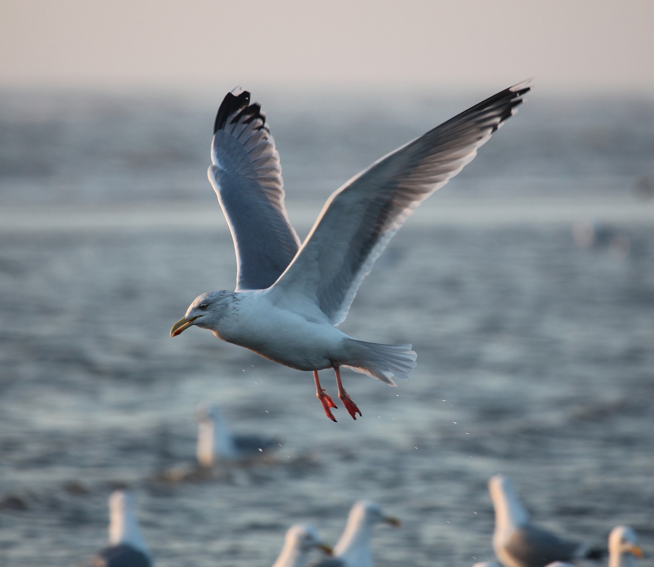 seagull  sea  flight free photo