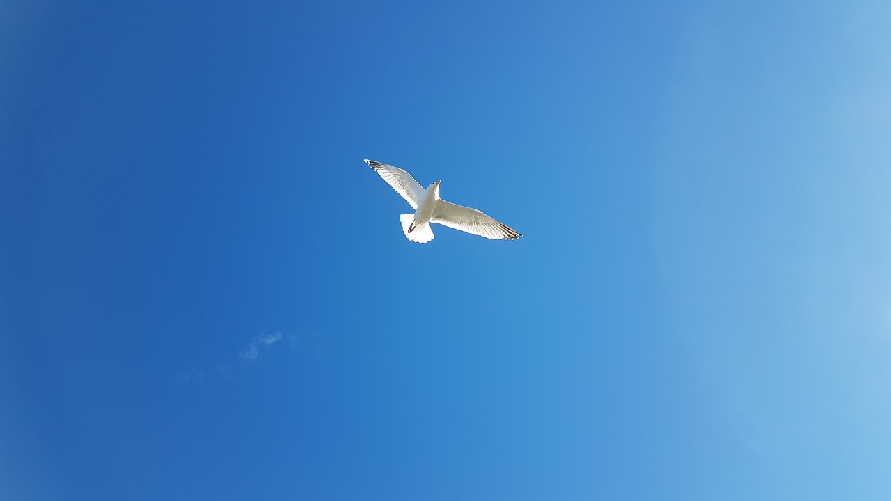 seagull  birds  sky free photo