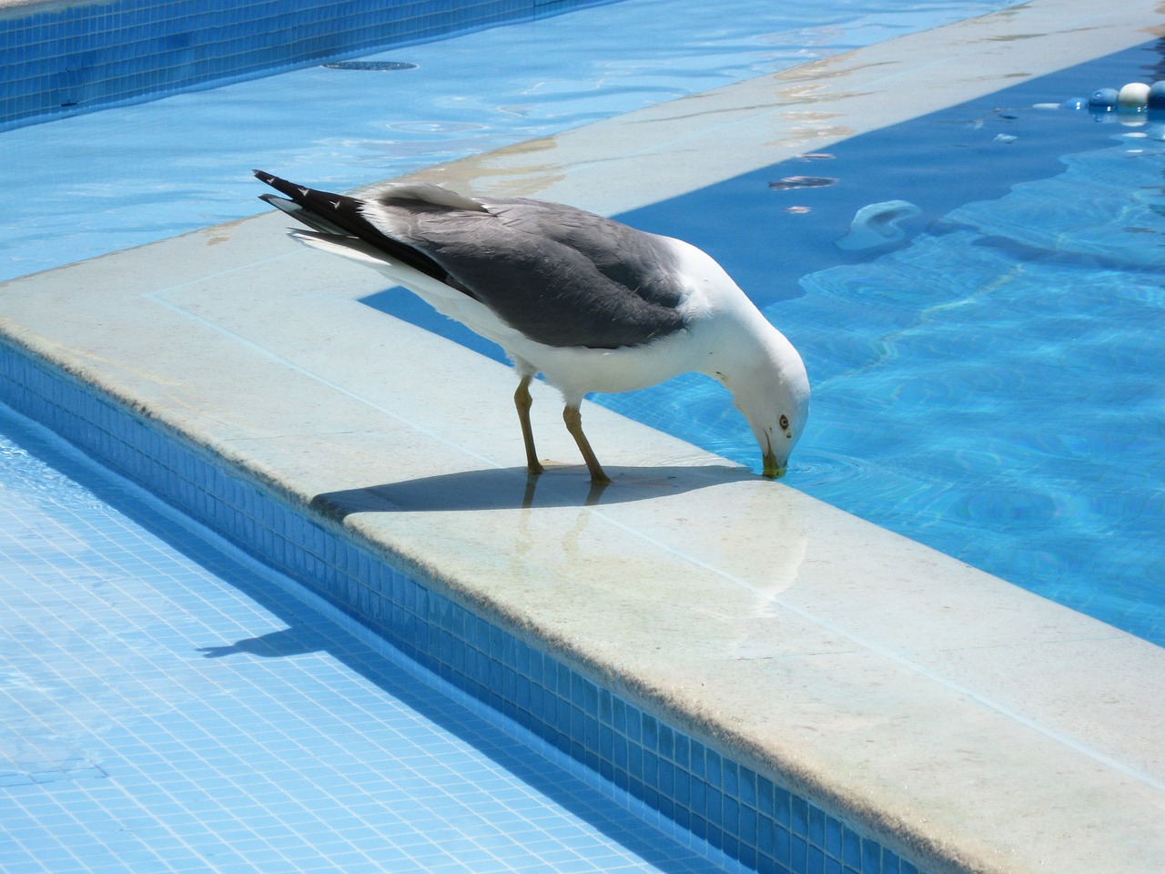 seagull bird water free photo