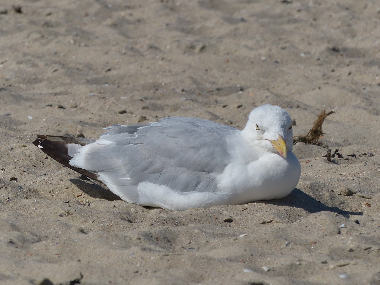 seagull sand white free photo