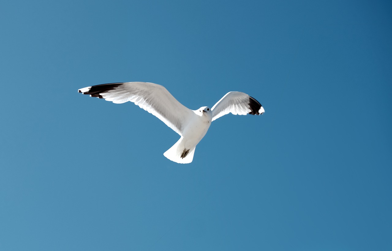 seagull  bird  blue sky free photo