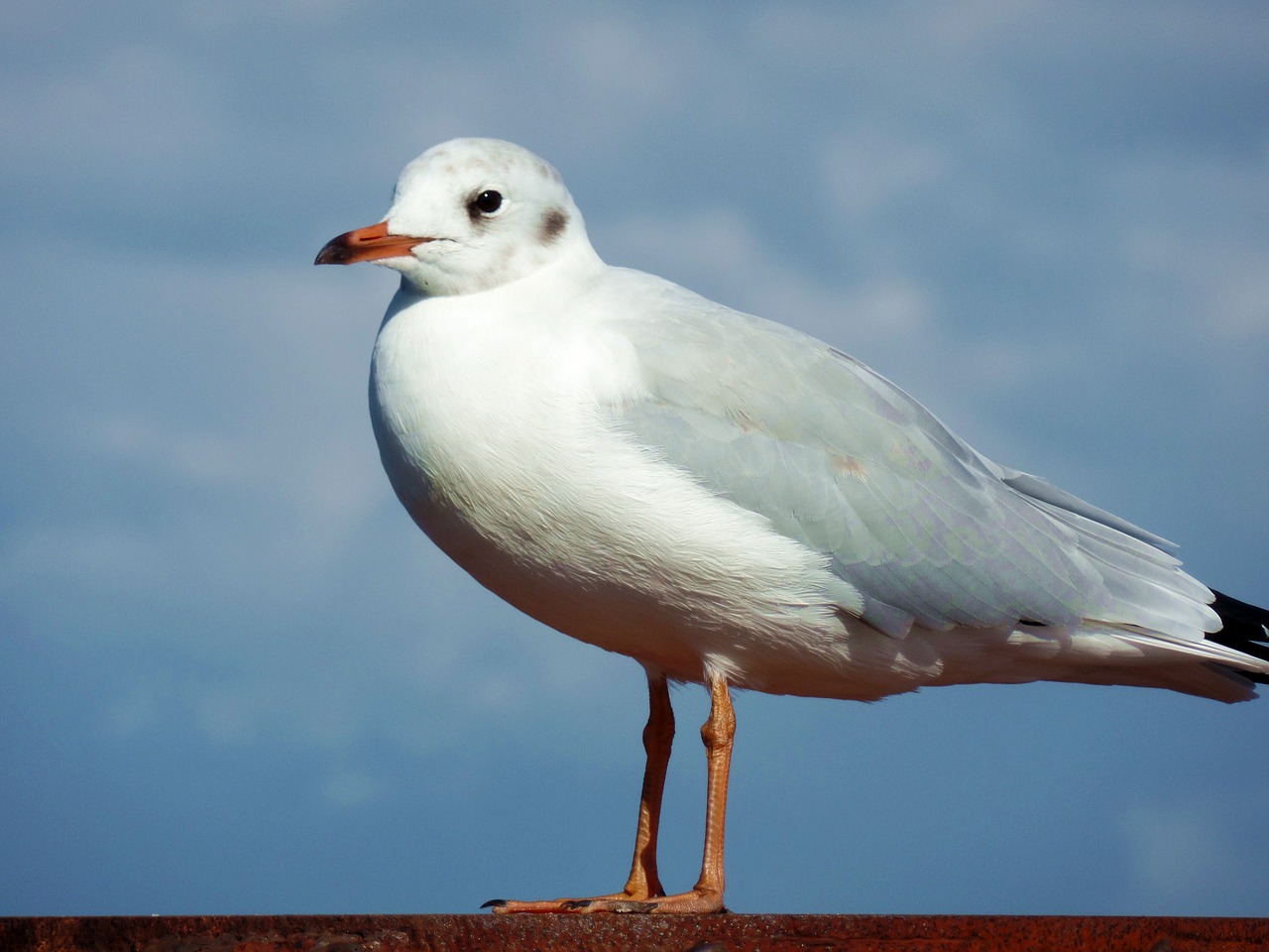 seagull bird water bird free photo