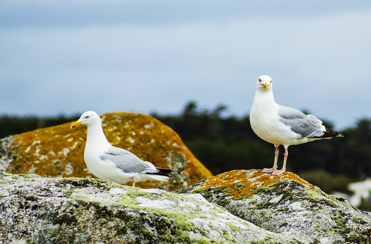 seagull  sea  bird free photo