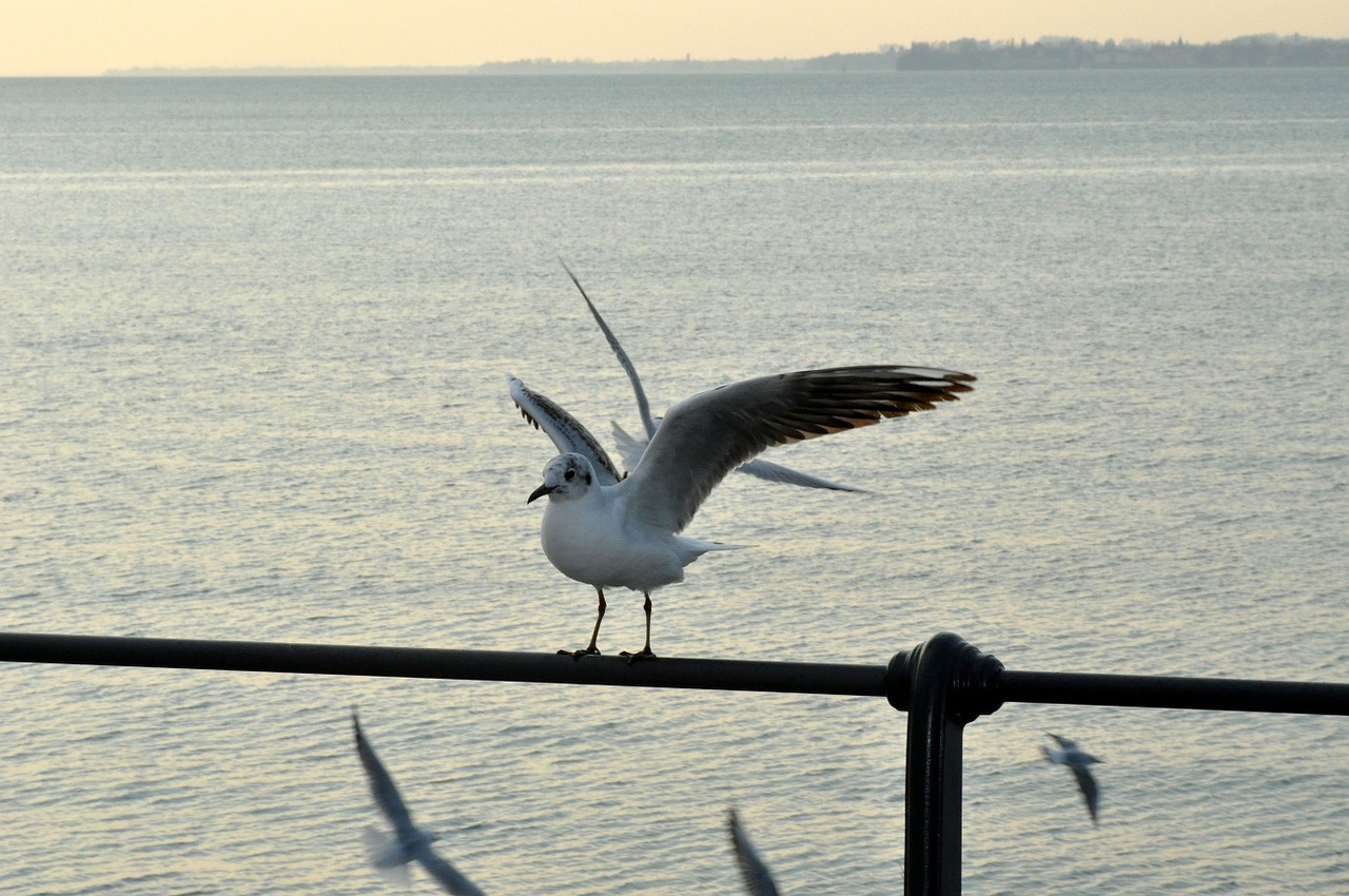 seagull lake bird free photo