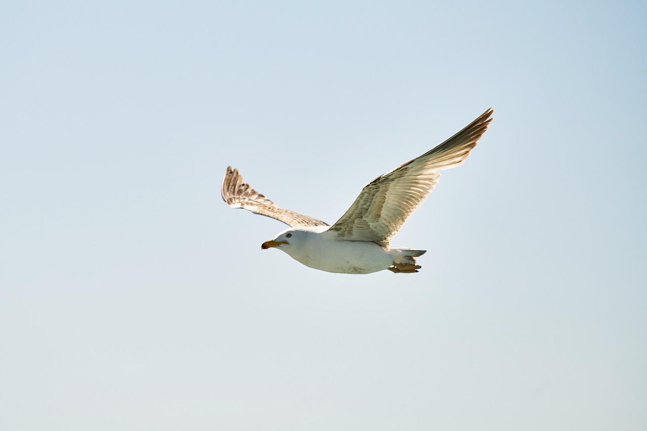 seagull  bird  fly free photo