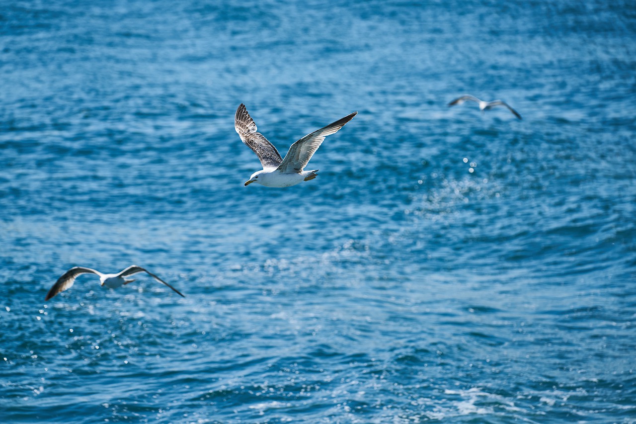 seagull  bird  fly free photo