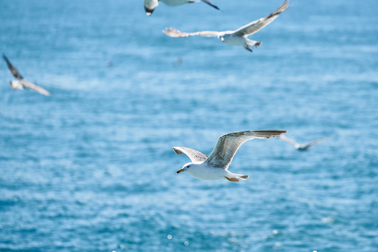 seagull  bird  fly free photo