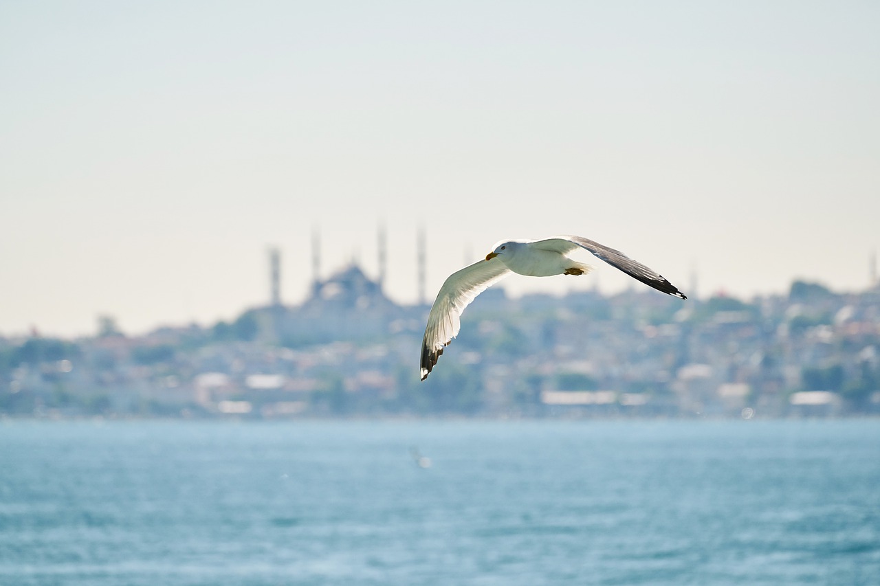 seagull  bird  fly free photo