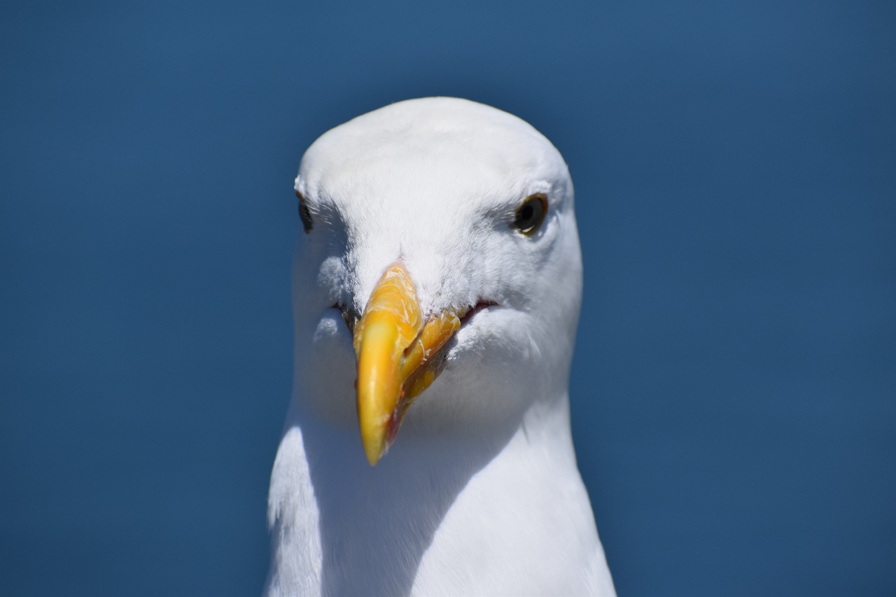 seagull  bird  beak free photo