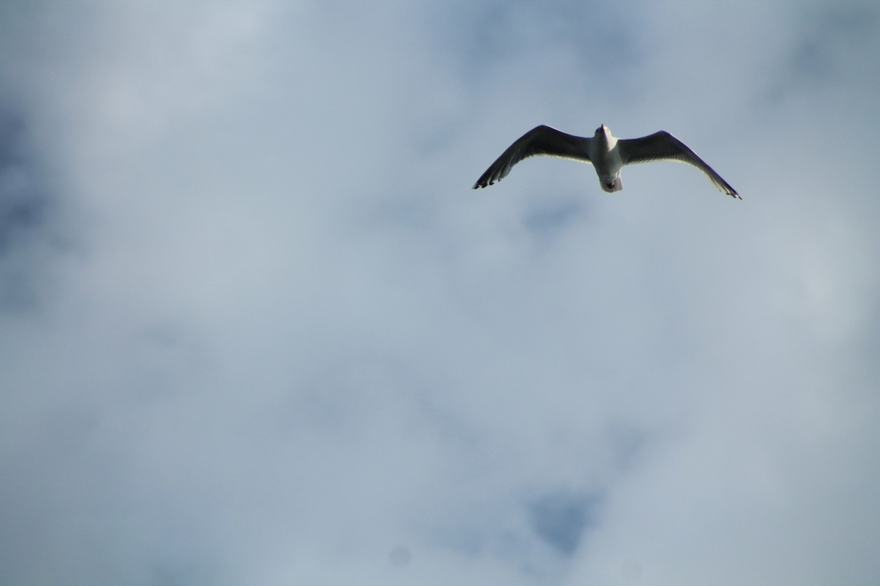 seagull grey sky free photo