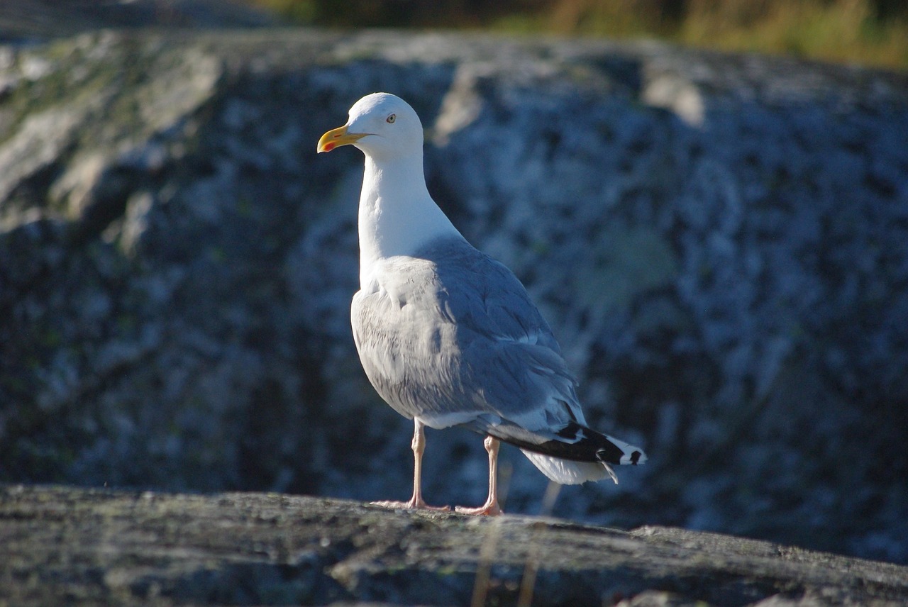 seagull seabird coast free photo