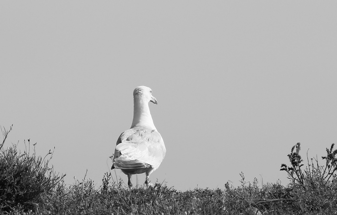 seagull beach water bird free photo