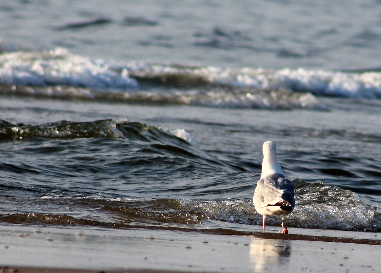 seagull beach water bird free photo