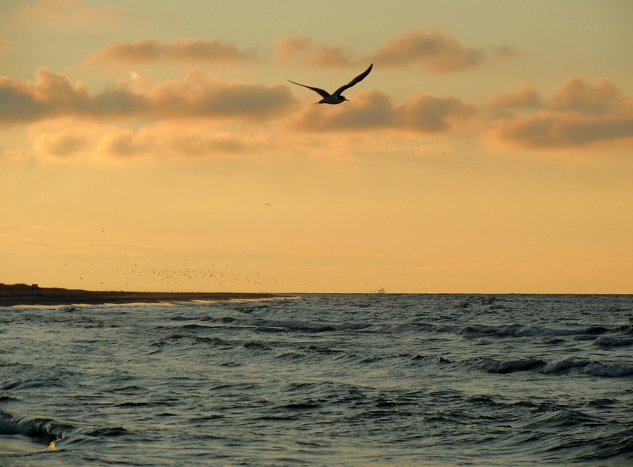 seagull sea coast free photo