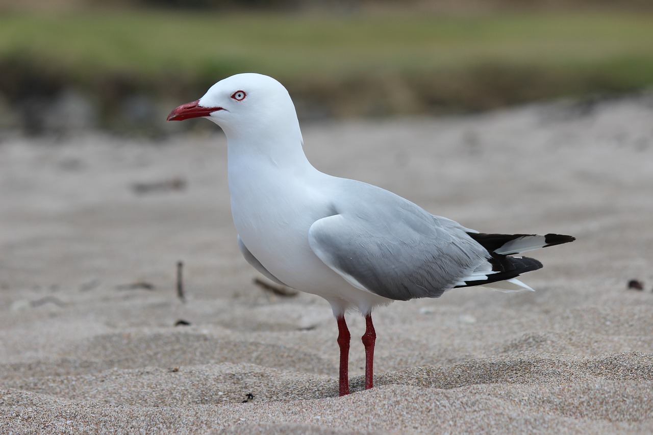 seagull bird sea free photo