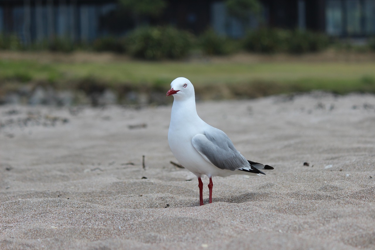 seagull bird sea free photo