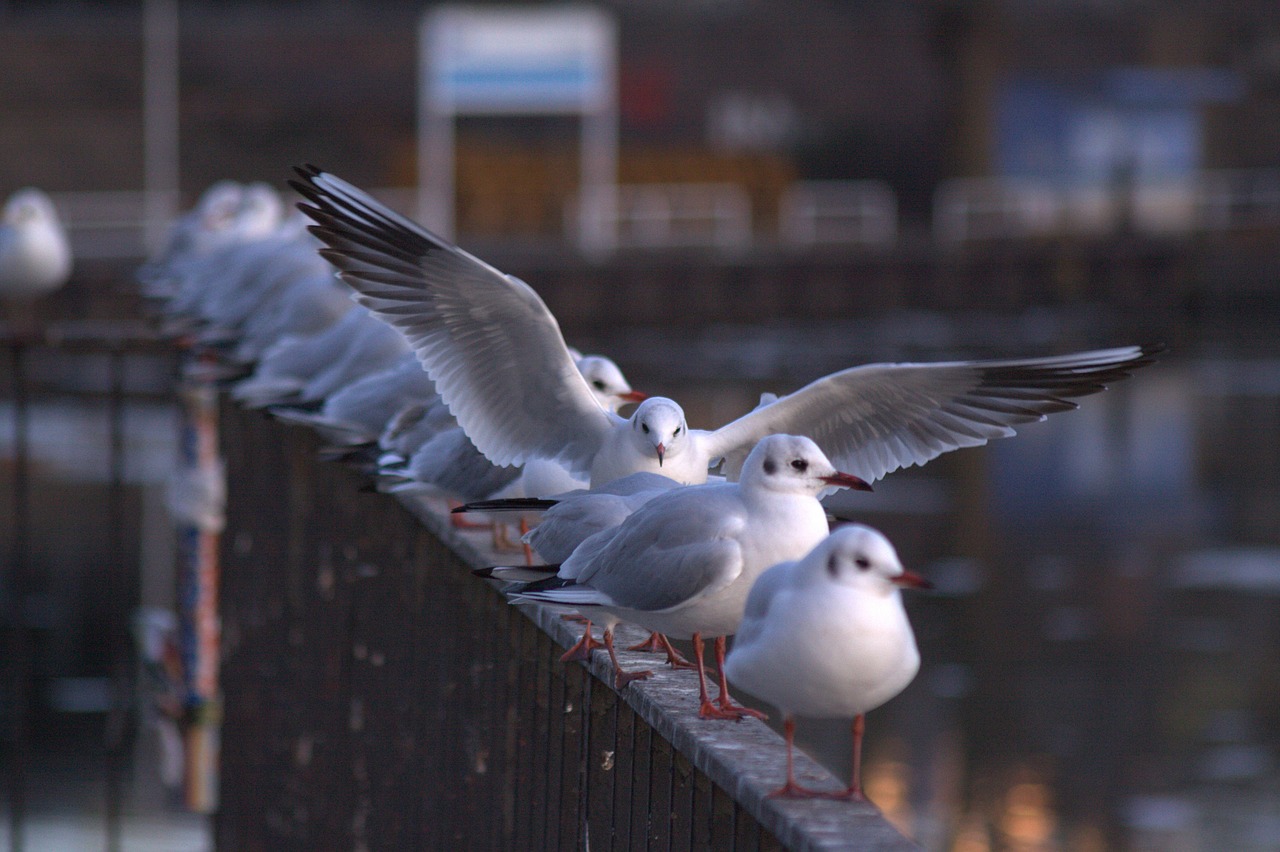 seagull gulls berlin free photo