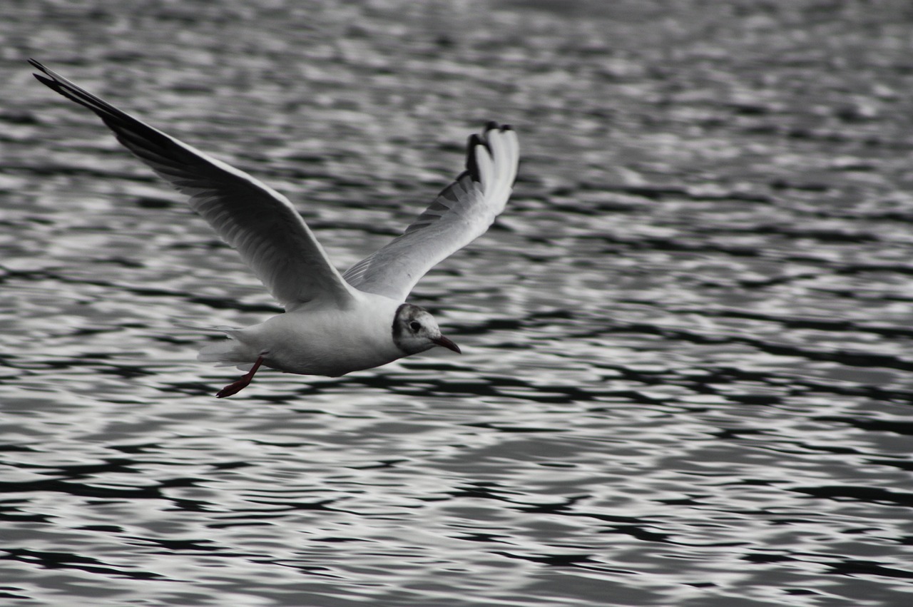 seagull scotland lake free photo