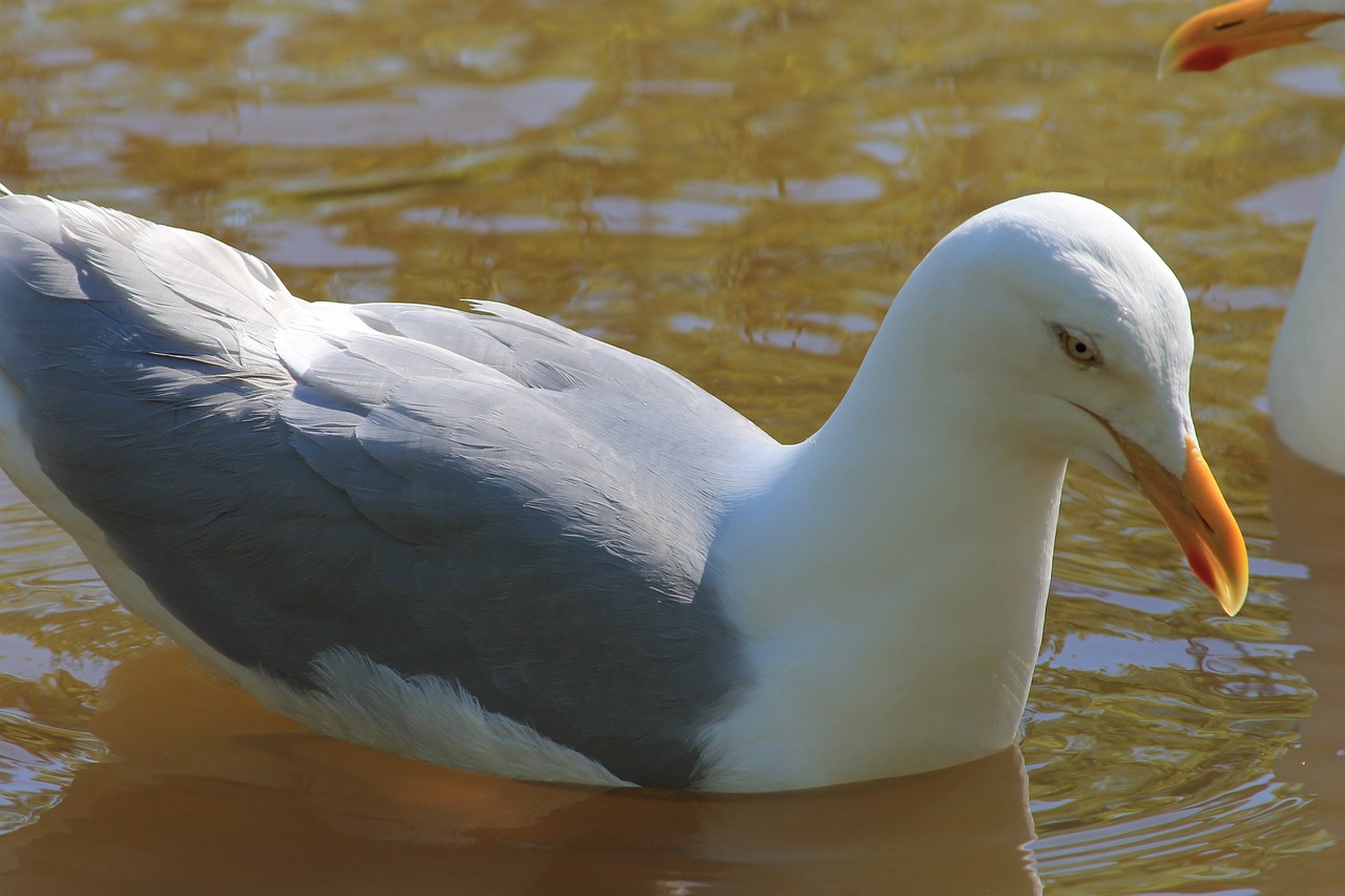 seagull bird lake free photo
