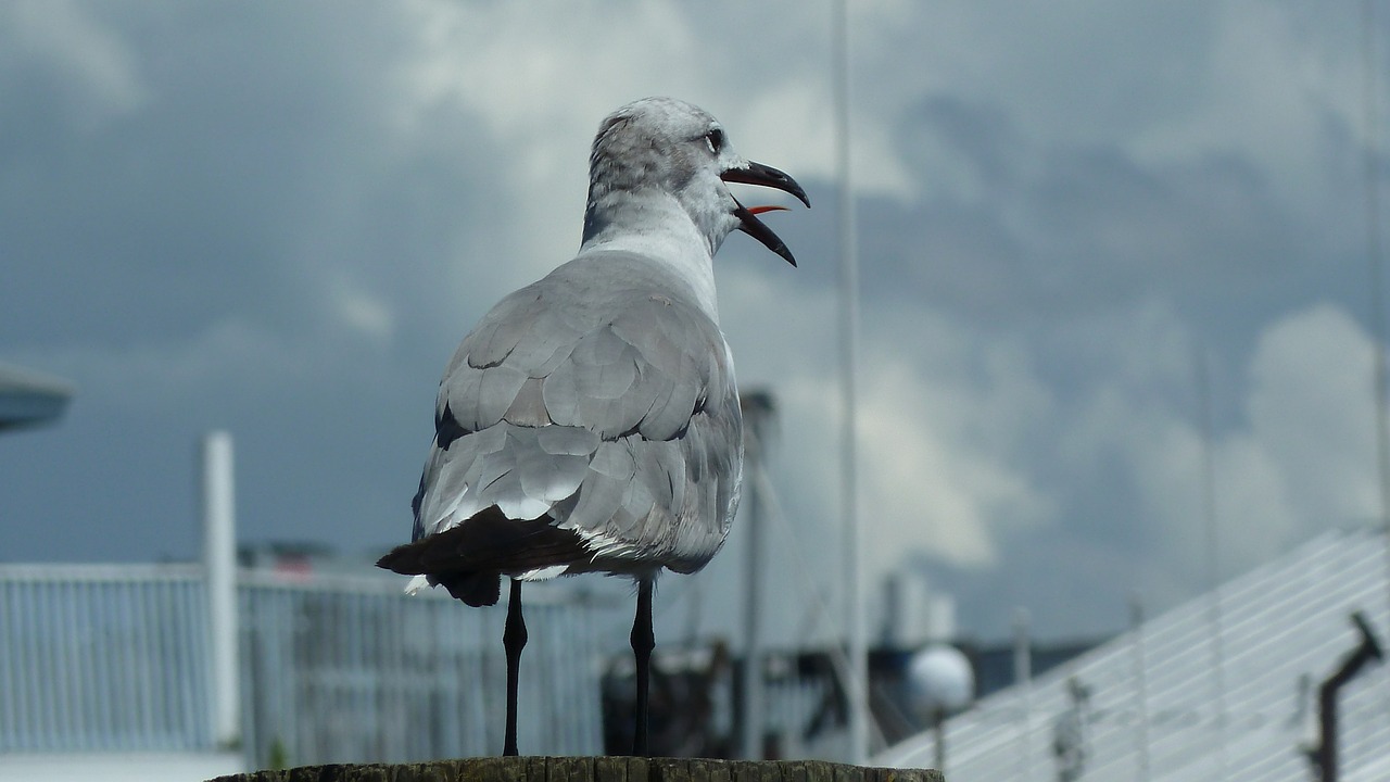 seagull gull bird free photo