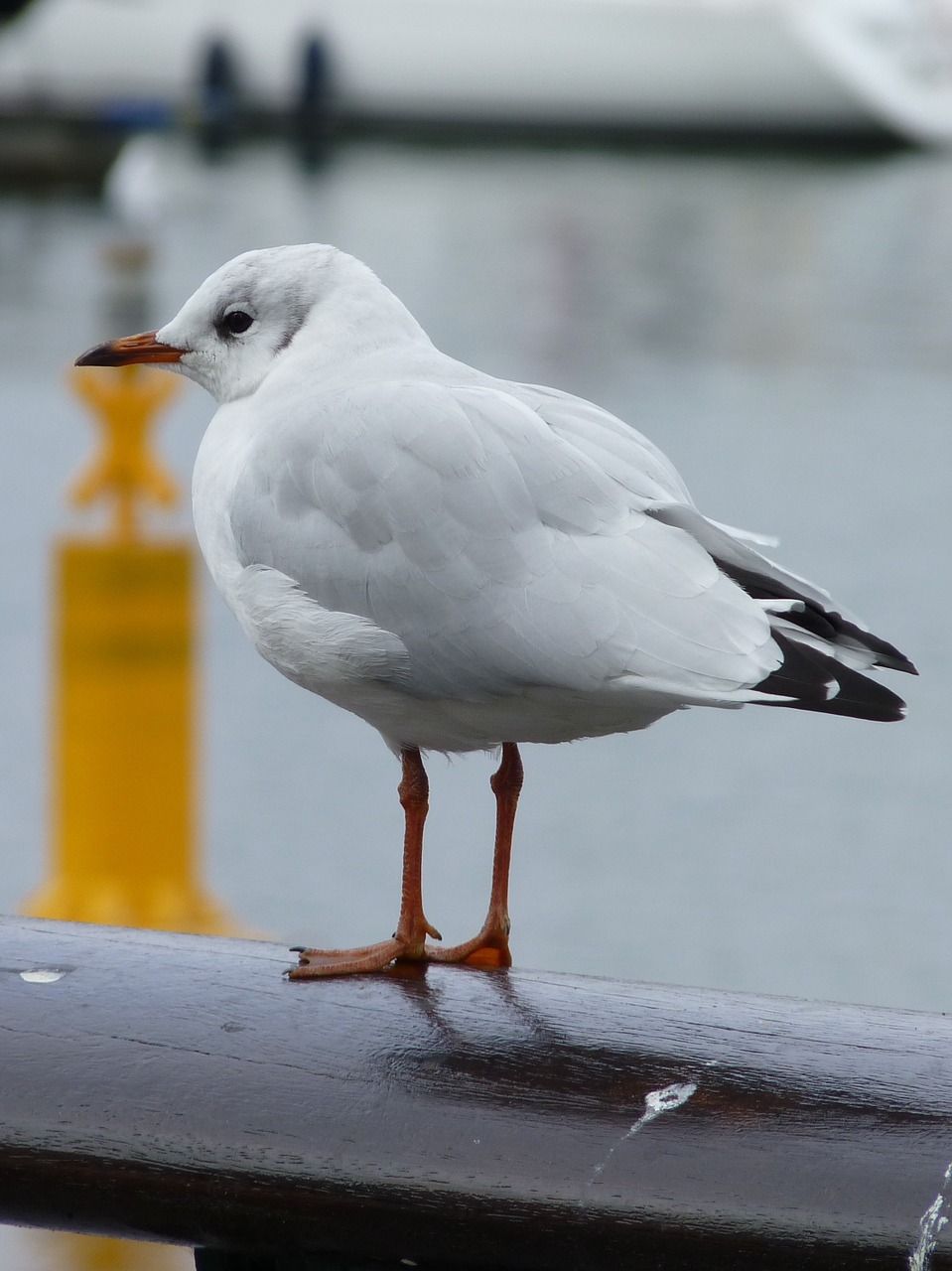 seagull bird animal free photo