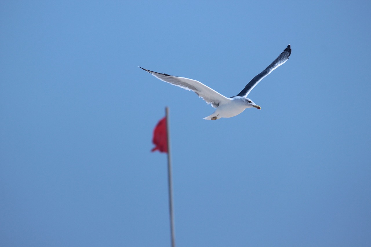 seagull bird sea free photo