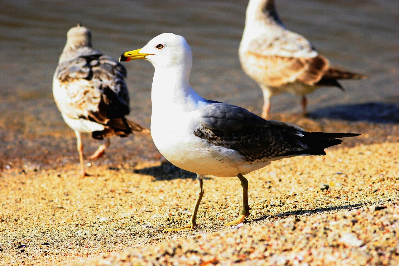 seagull animal bird free photo