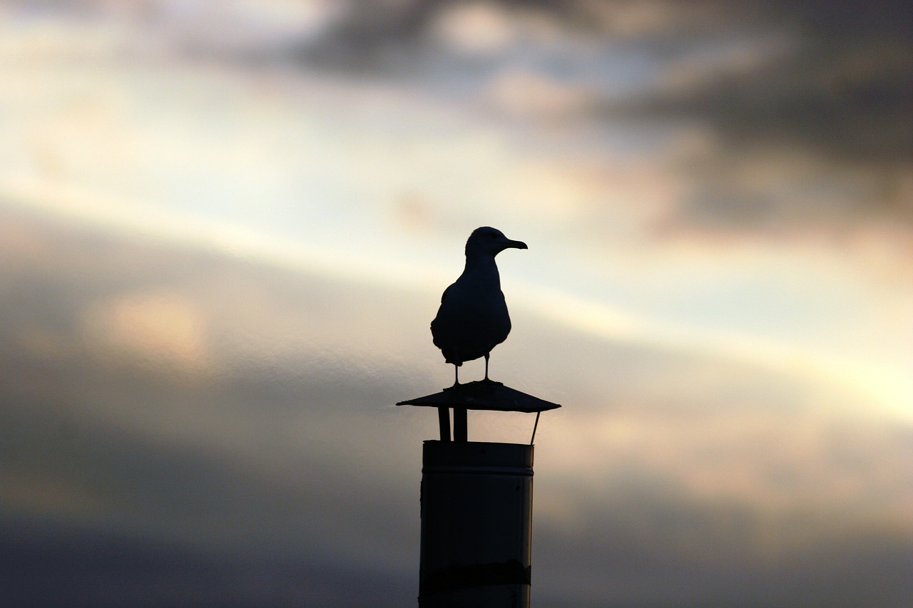 seagull animal sunset free photo