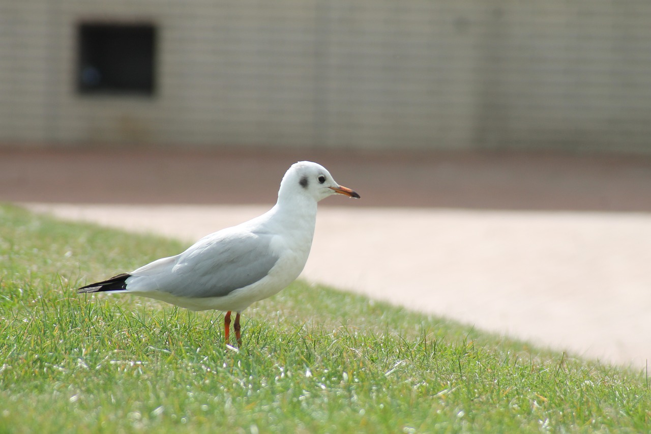 seagull bird meadow free photo