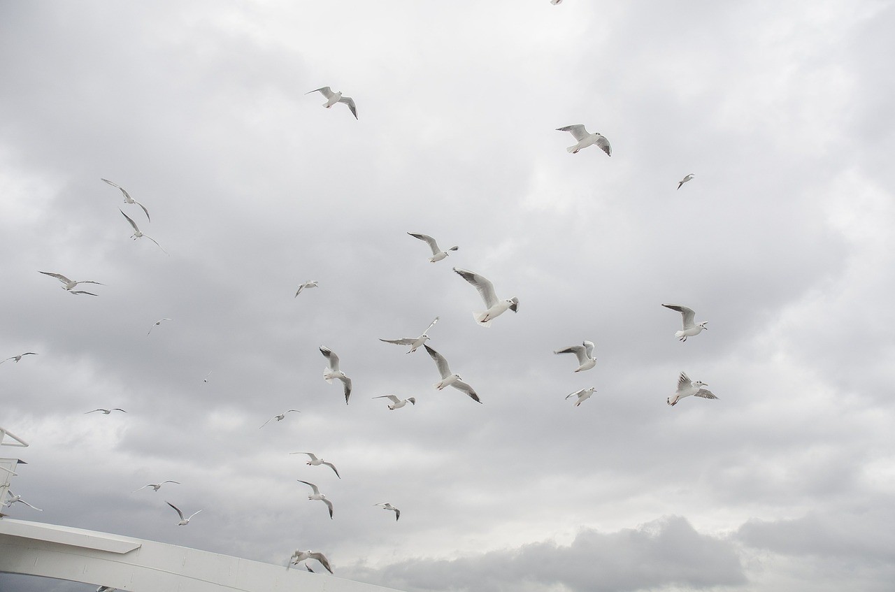 seagull sky cloud free photo