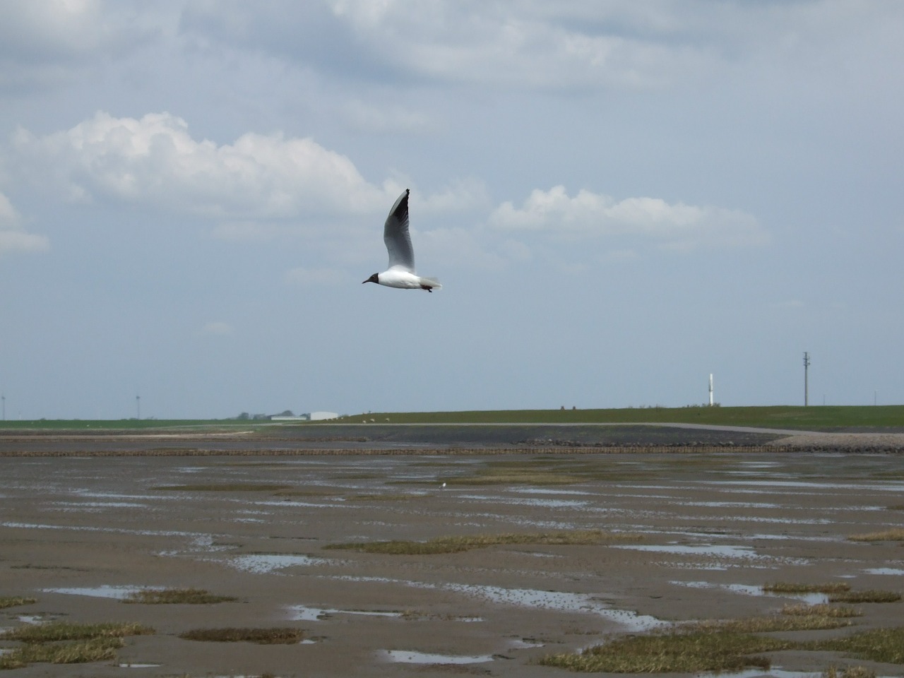 seagull north sea coast free photo