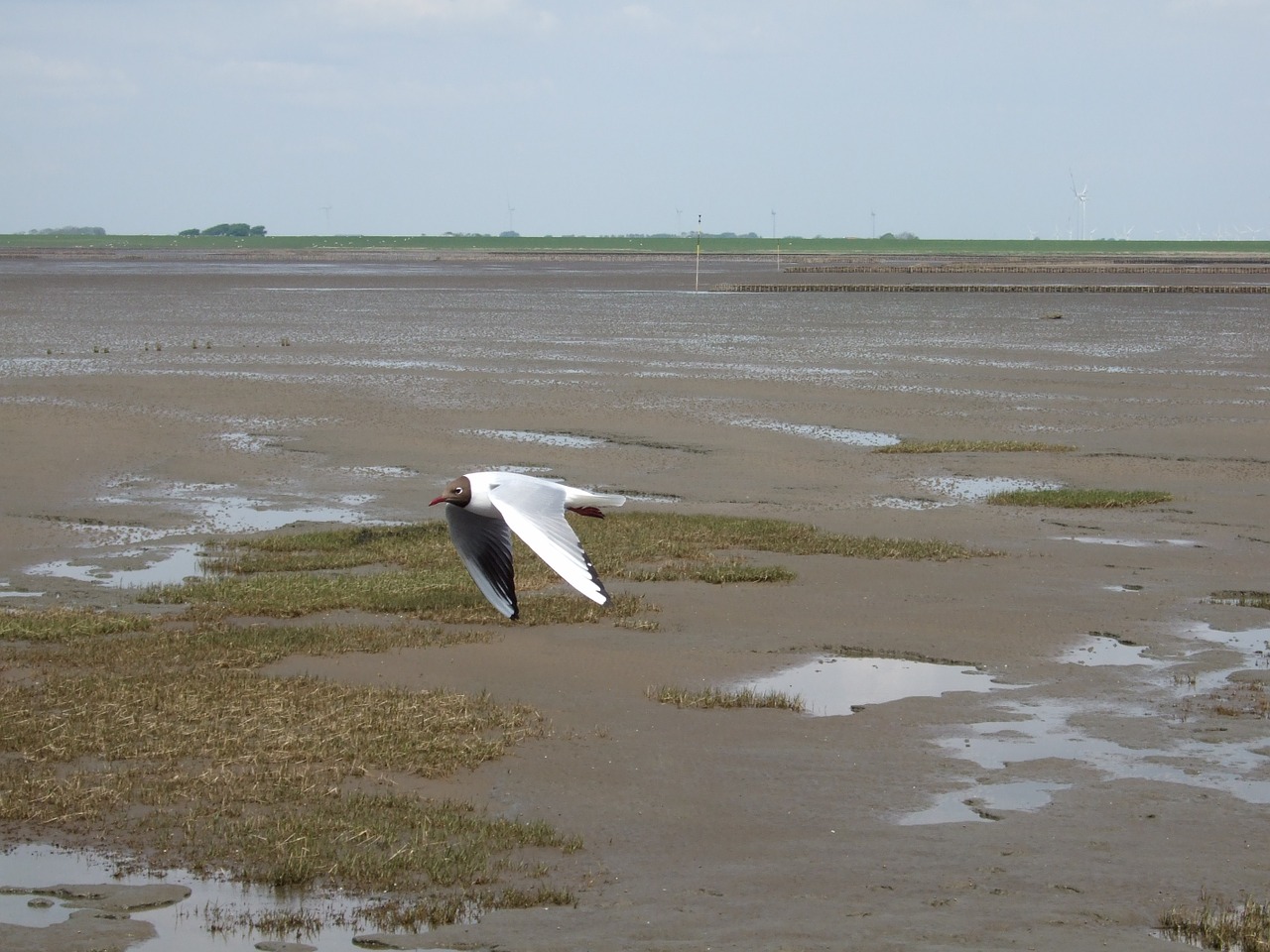 seagull north sea bird free photo