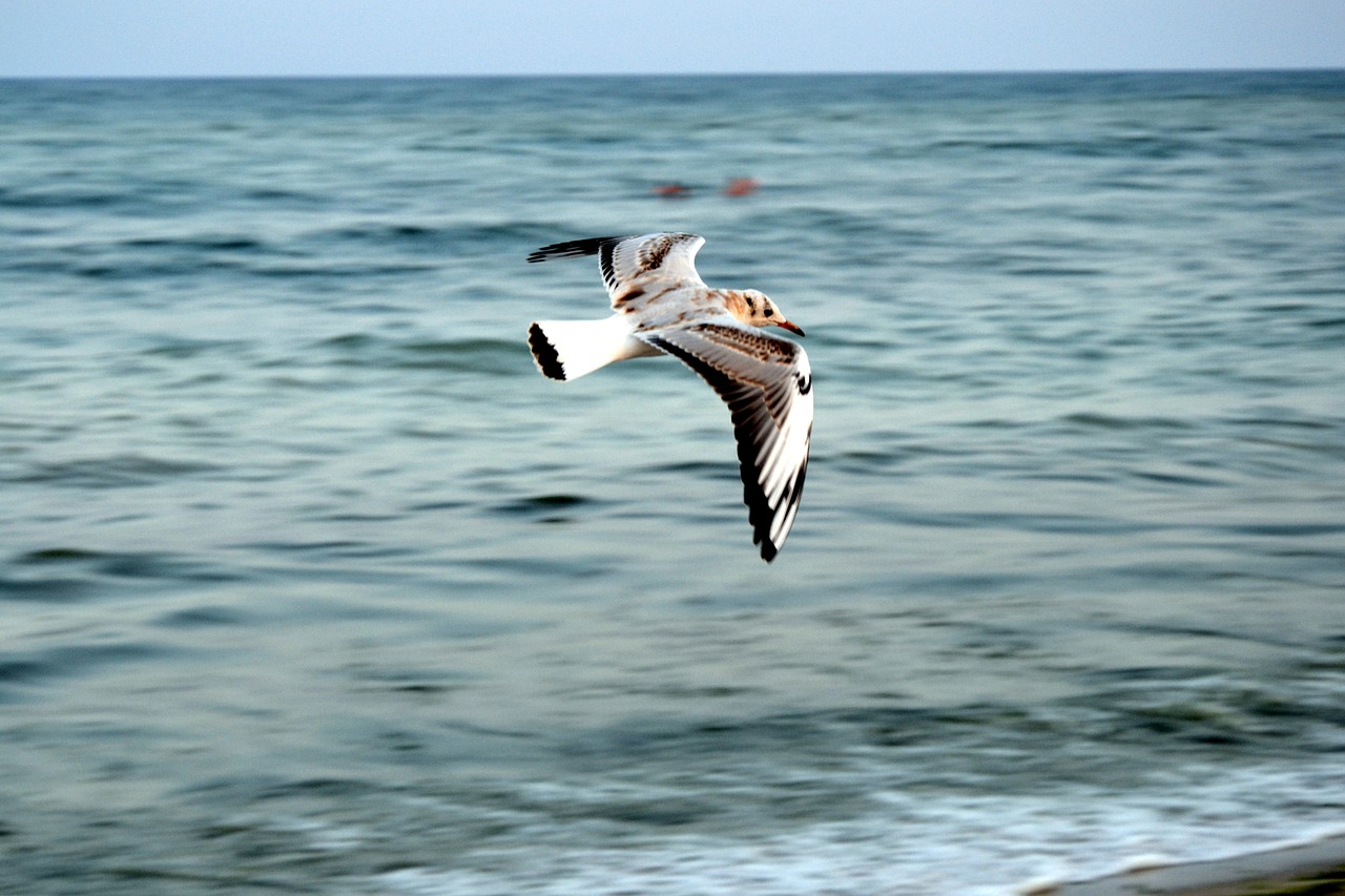 seagull wings bird free photo