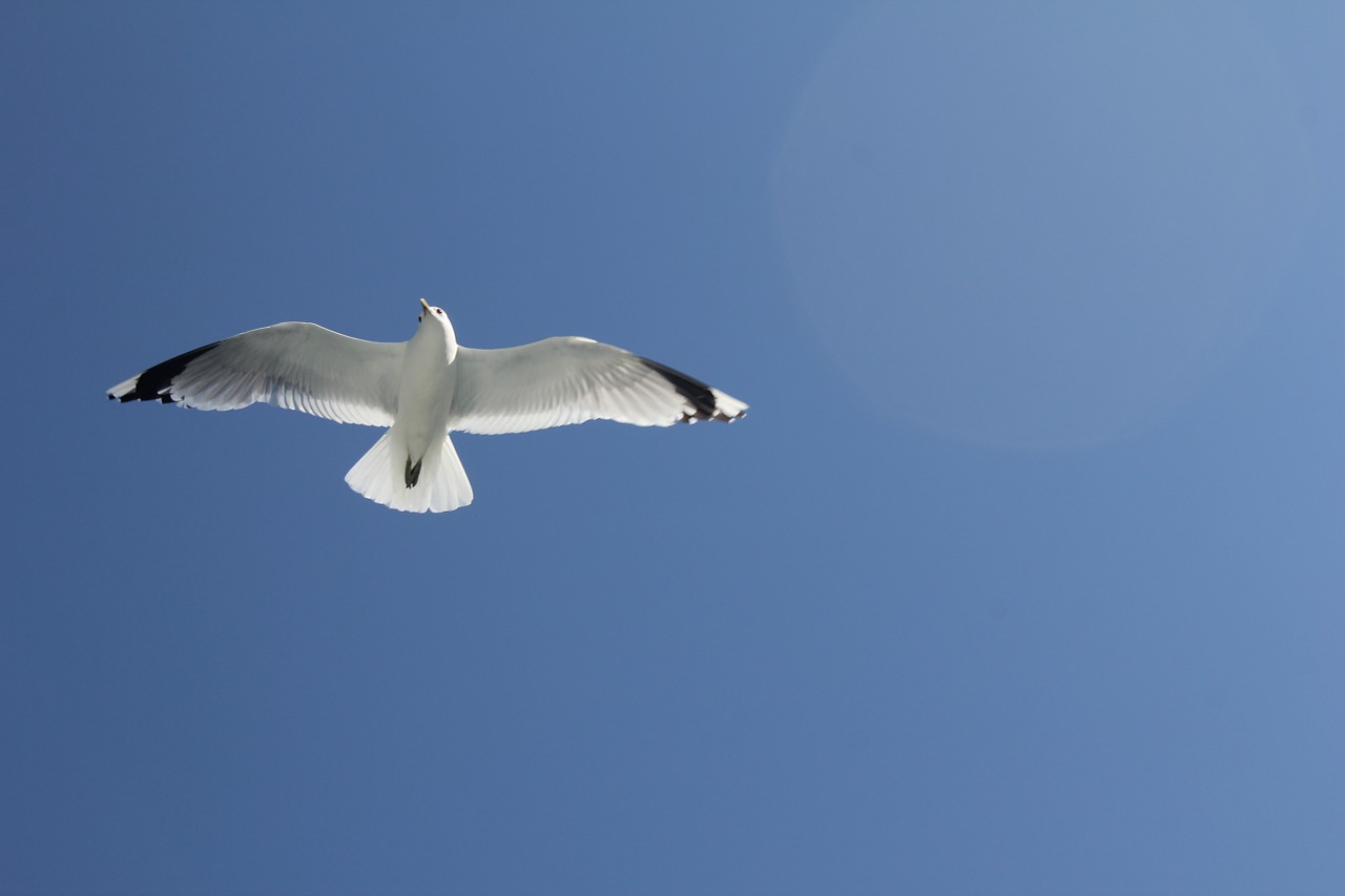 seagull sky blue free photo