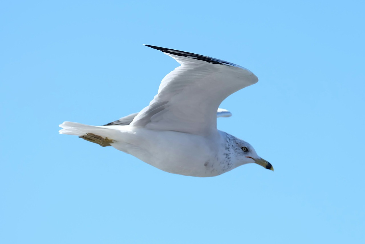 seagull bird nature free photo