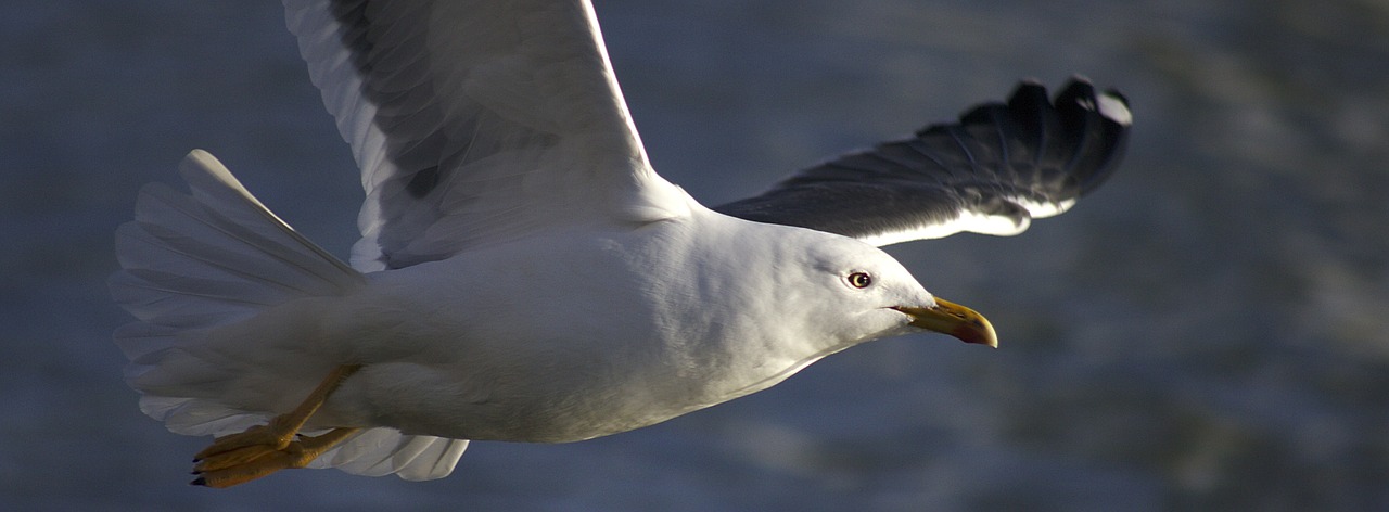 seagull bird flying free photo