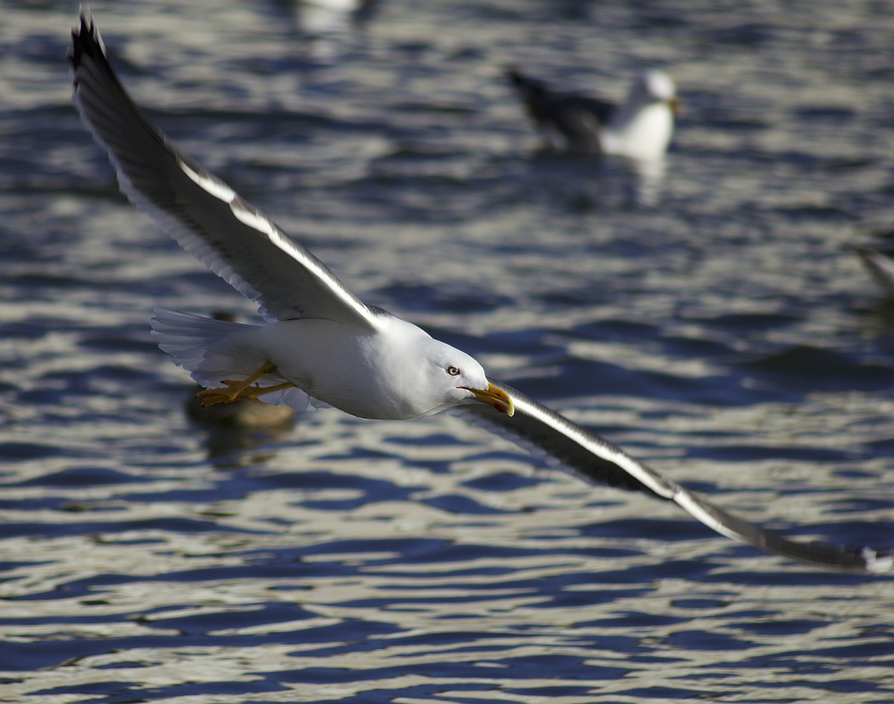 seagull bird flying free photo