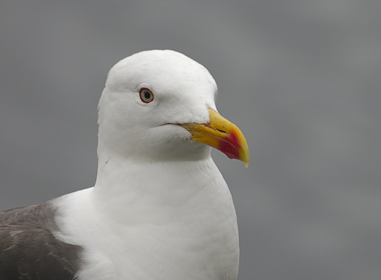 seagull bird nature free photo