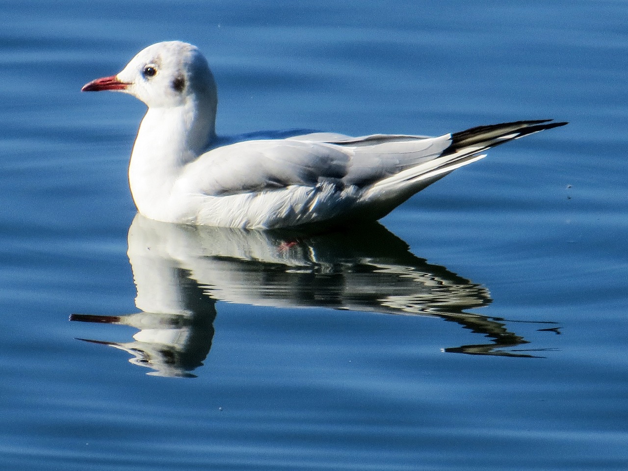 seagull bird animal free photo