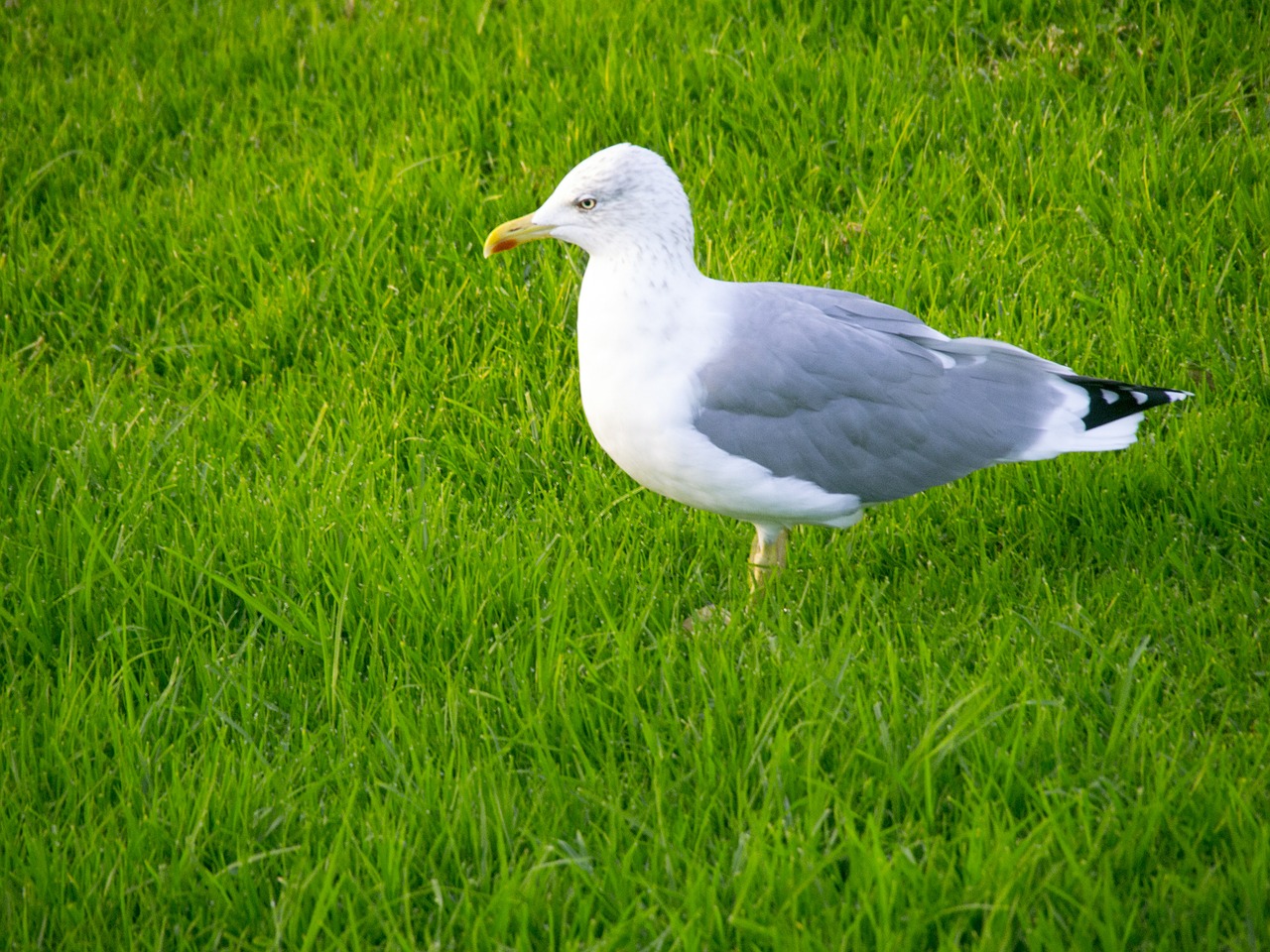 seagull bird garden free photo