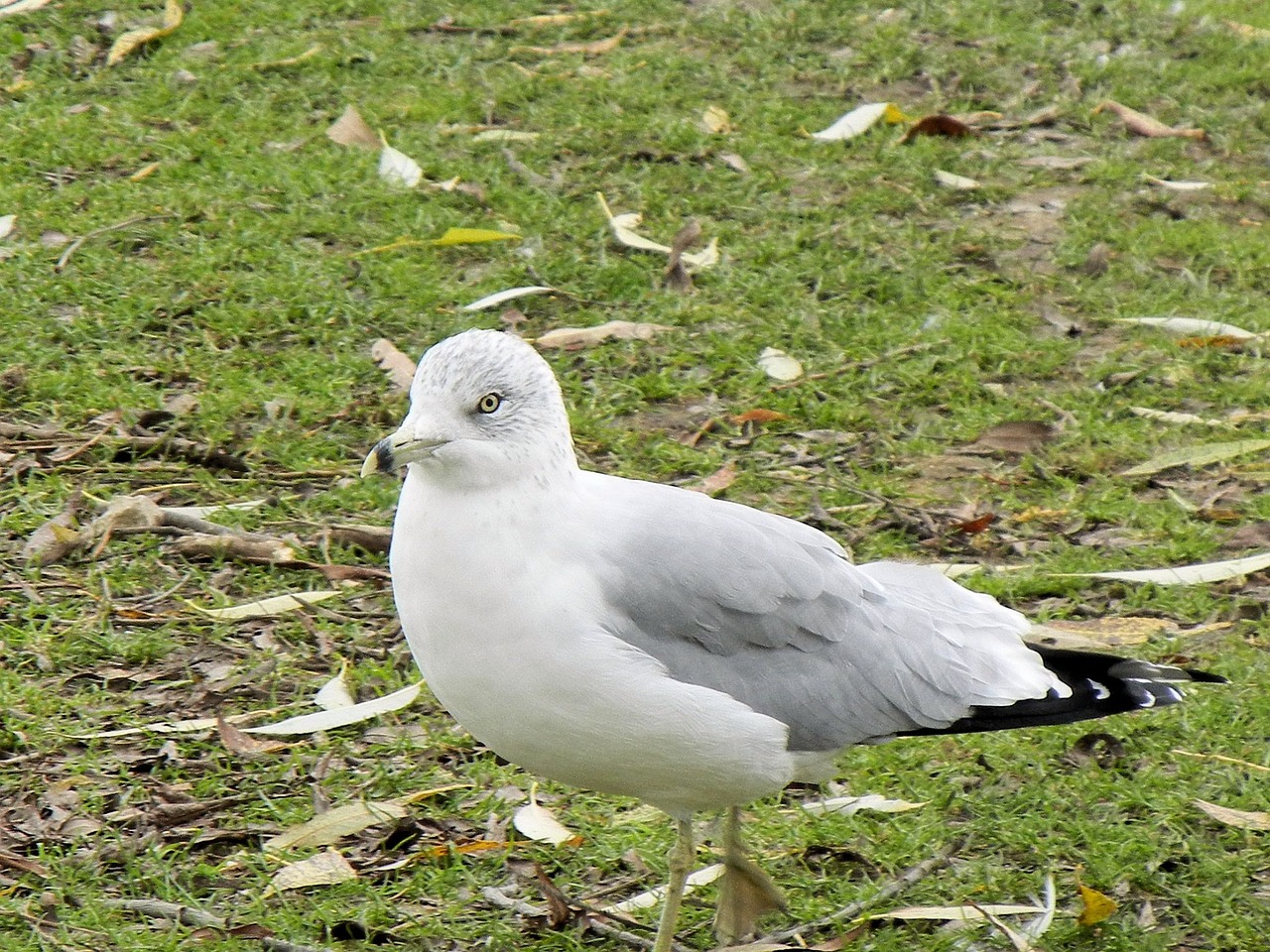 seagull bird ontario free photo