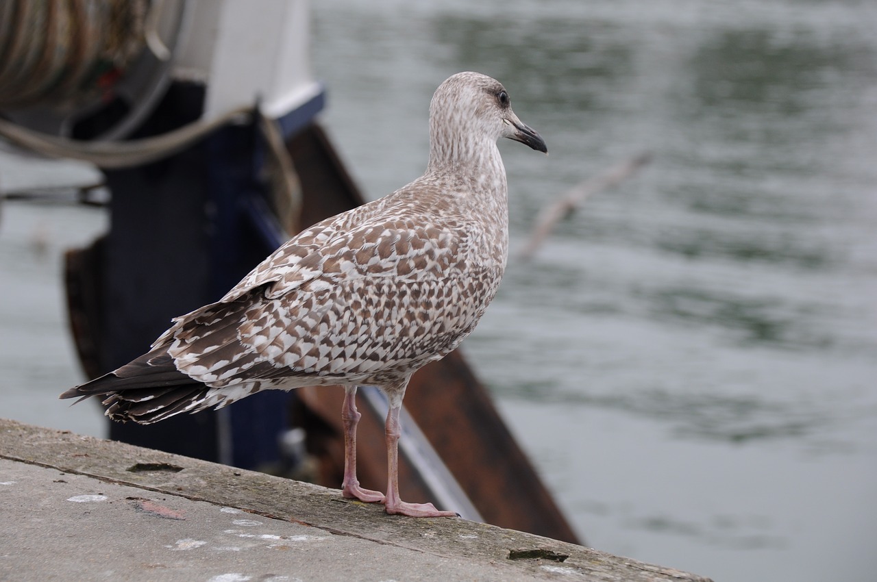 seagull bird sea free photo