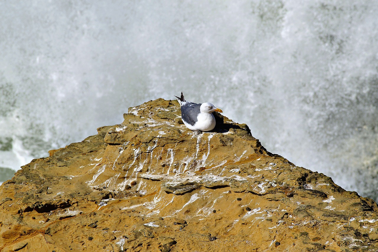 seagull bird rock free photo