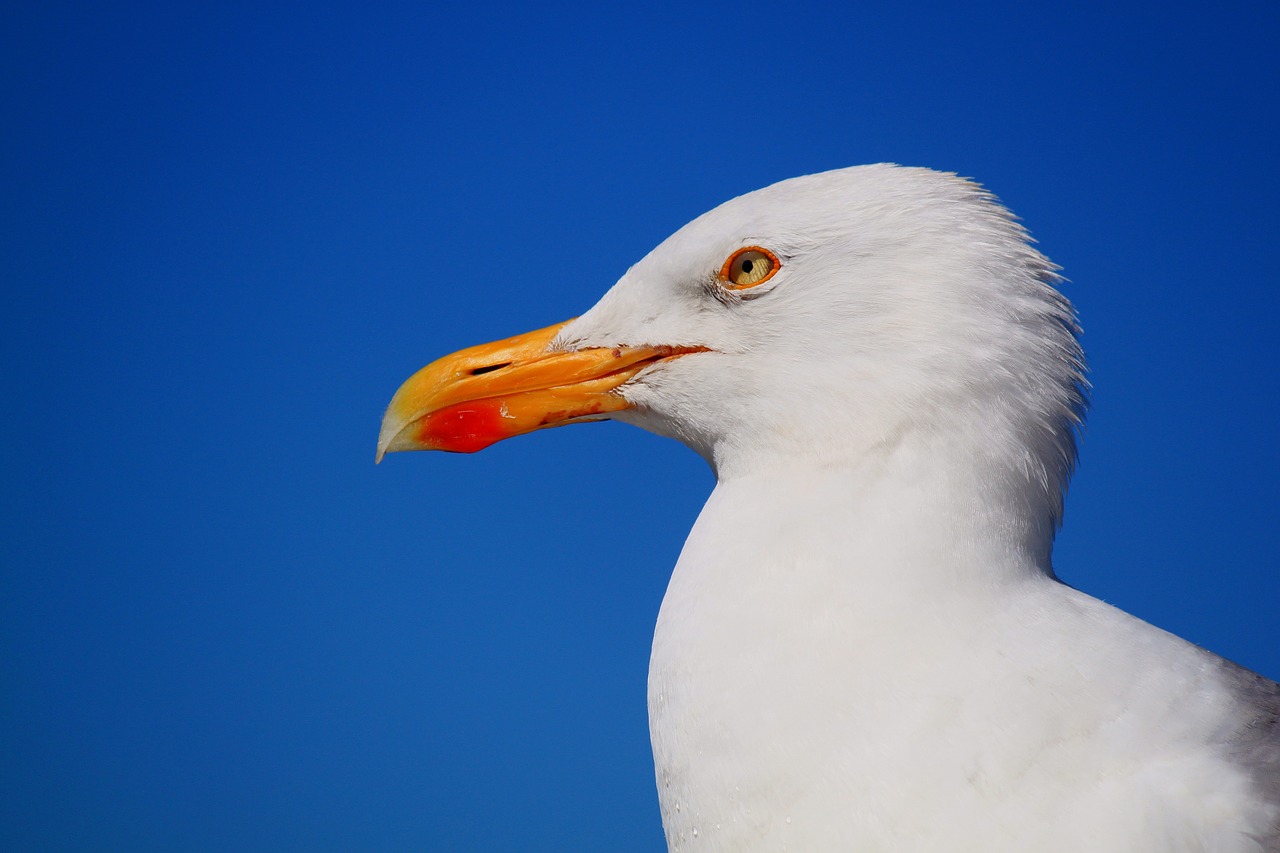 seagull bird animal free photo