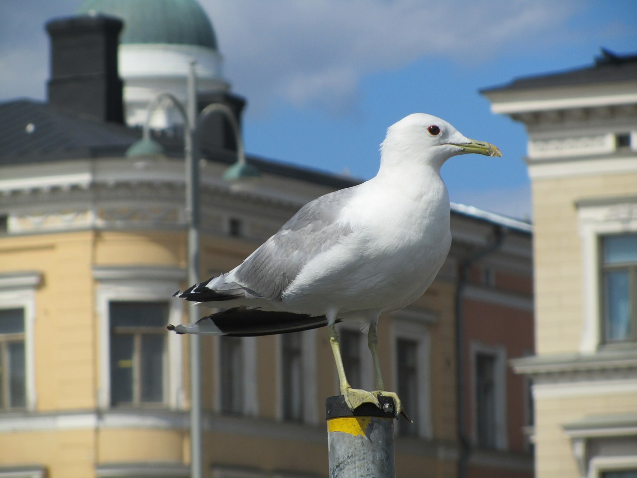 seagull bird port free photo