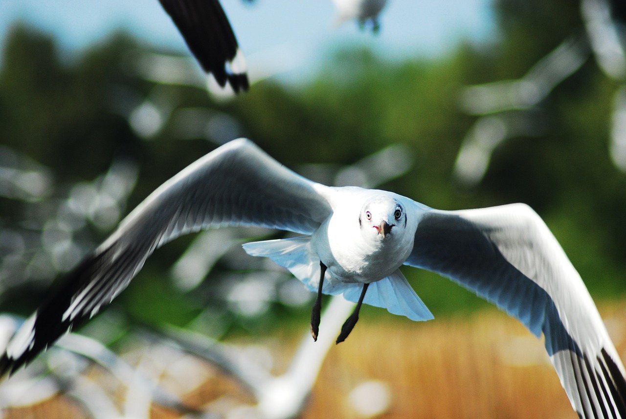 seagull bird sea free photo