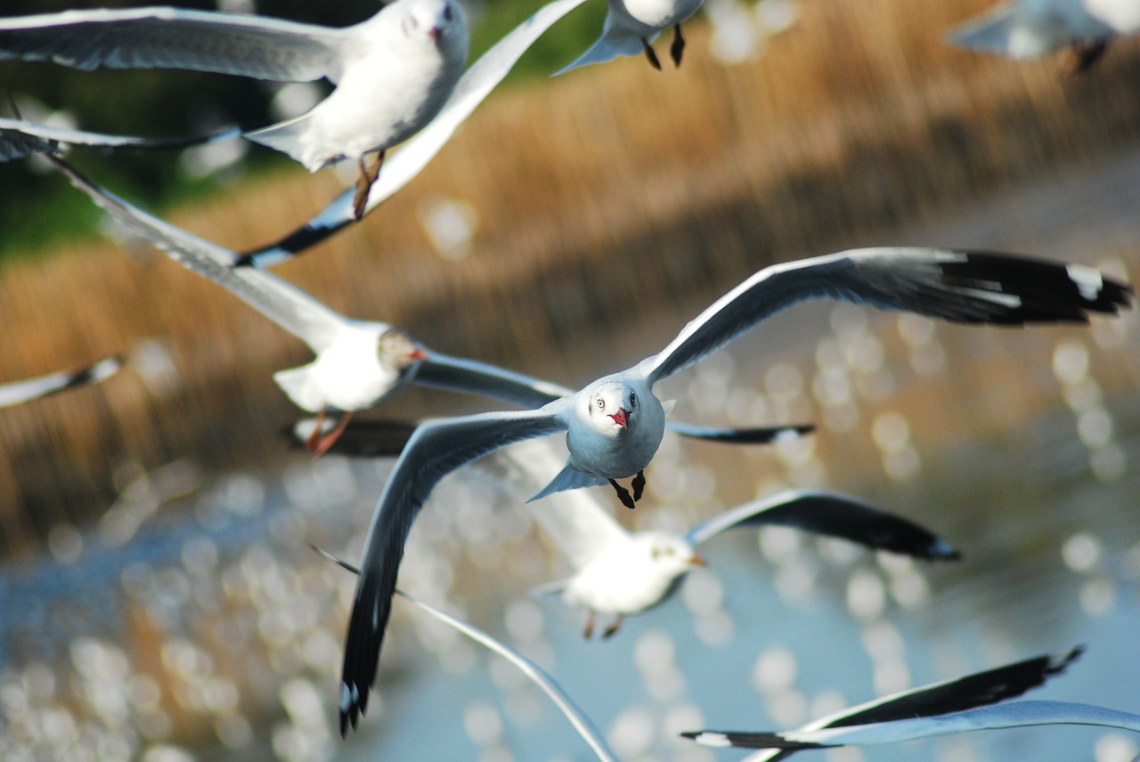 seagull bird sea free photo