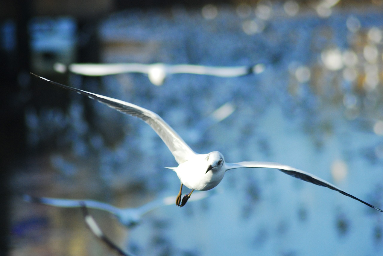 seagull bird sea free photo