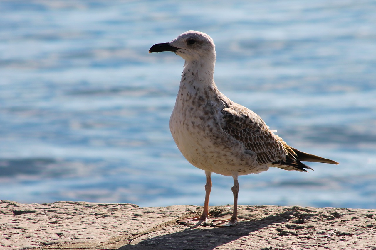 seagull sea water free photo