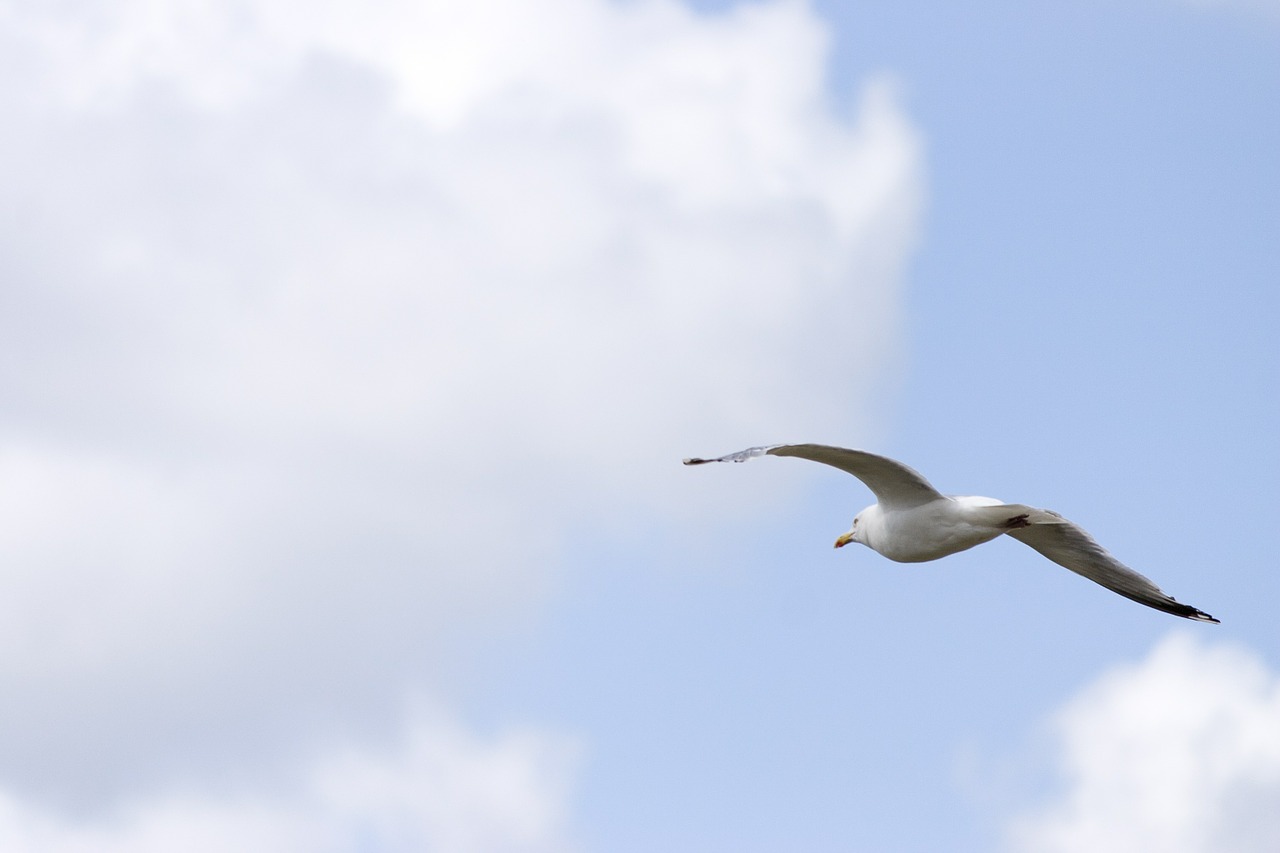 seagull sky clouds free photo